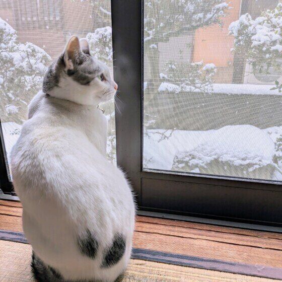 サバトラの旭くん