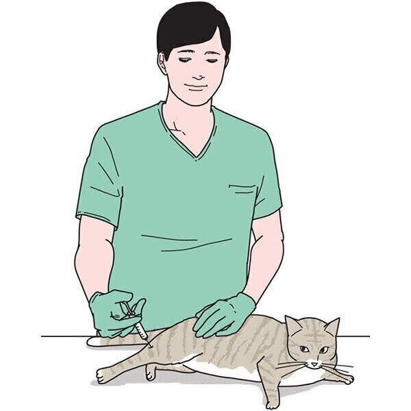 ワクチンを打ってもらう猫