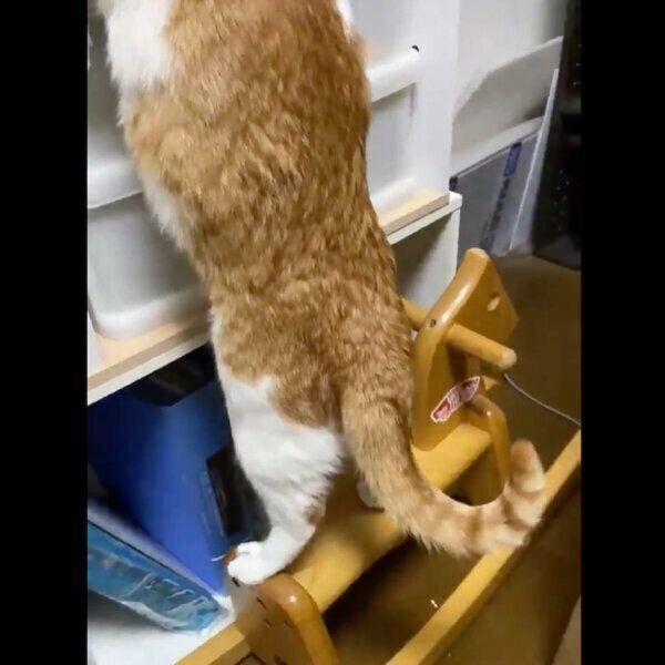 木馬の上に乗るミィちゃん