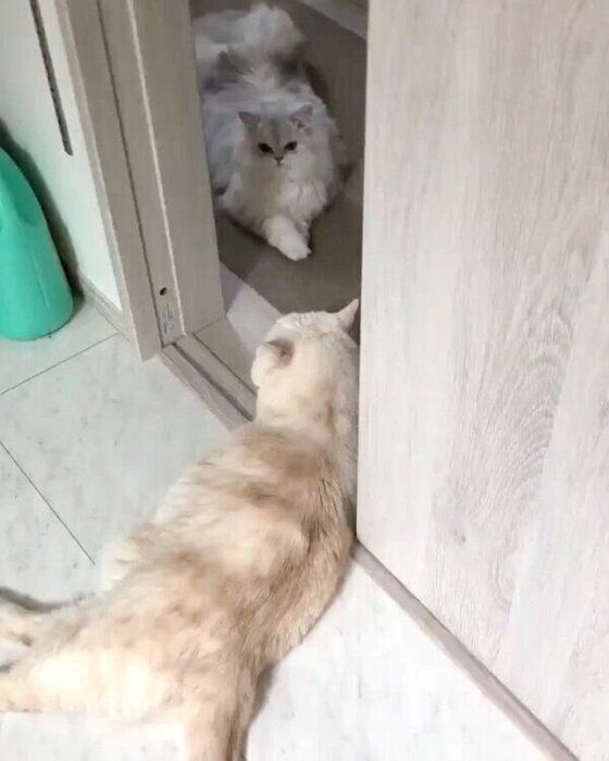 見つめ合う小梅ちゃんと小鉄くん