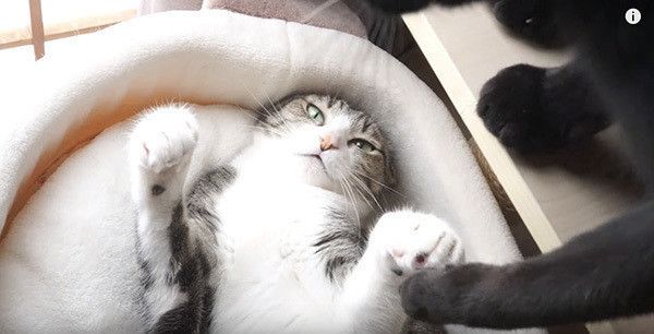 手をつなぐ猫