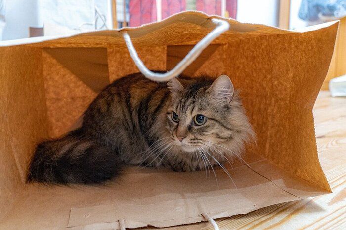 紙袋の中に入り込むつむぎちゃん