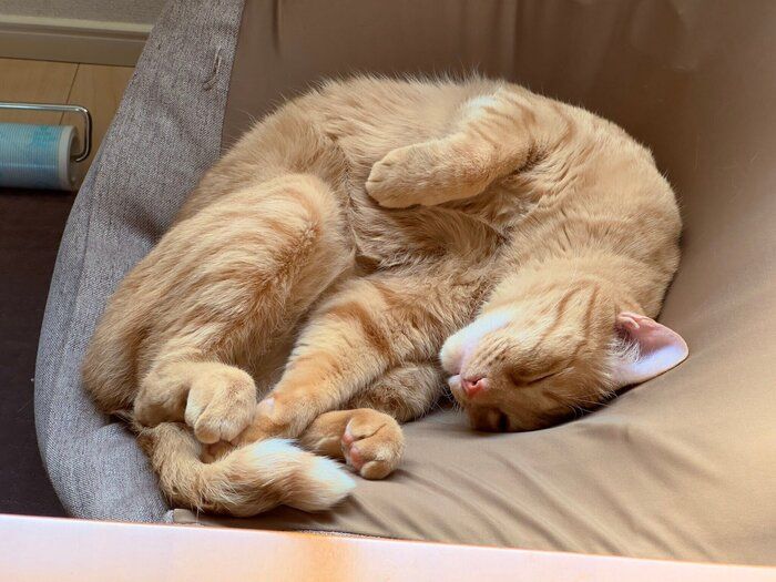 クッションの上で寝ている猫