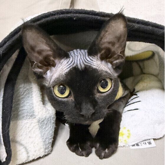 デボンレックスの珊瑚ちゃん