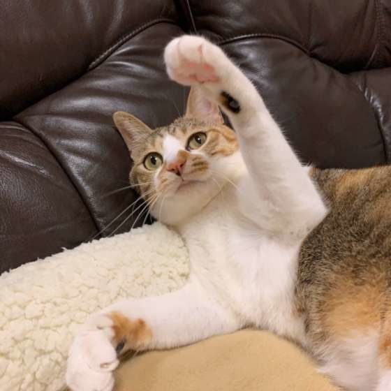 手をあげる三毛猫