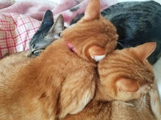 寄り添う猫