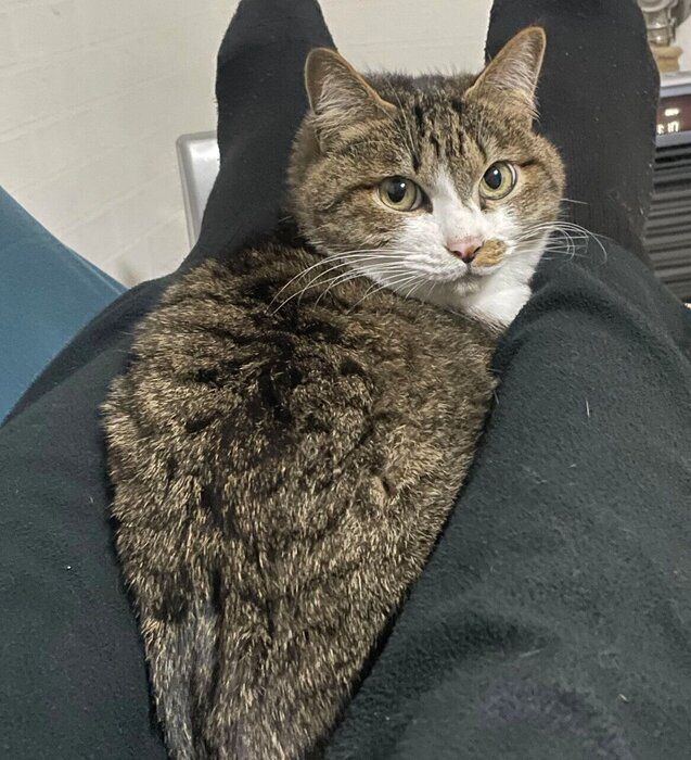 飼い主さんの足の間に入るちいまくん