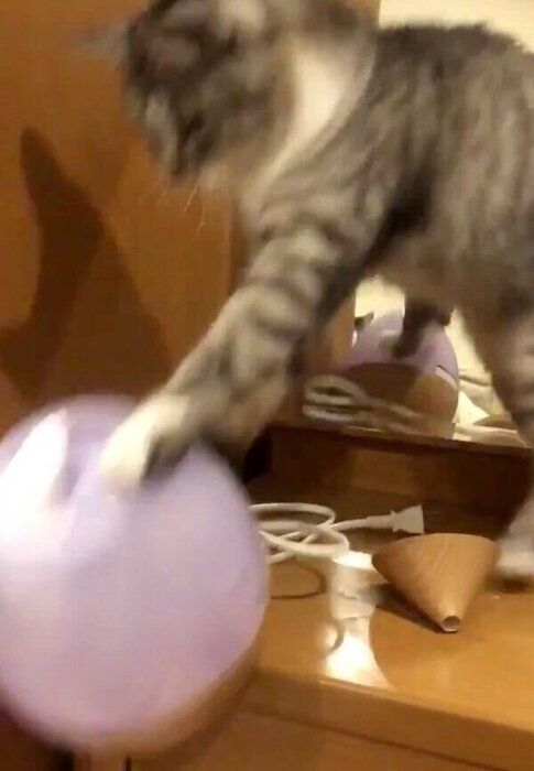 加湿器を落とすサバ身ちゃん