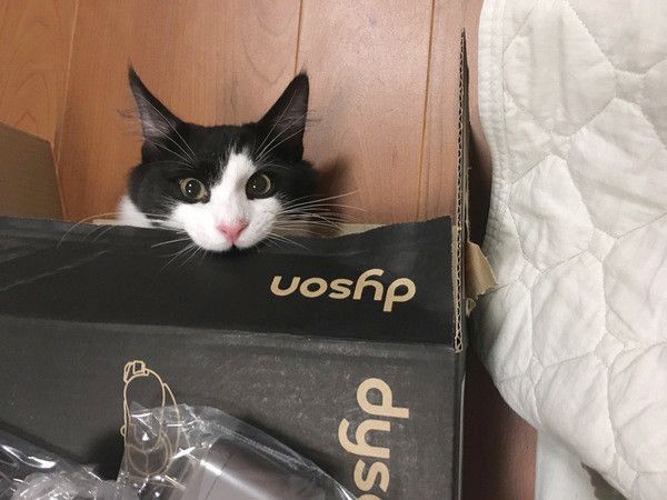 見つめる猫