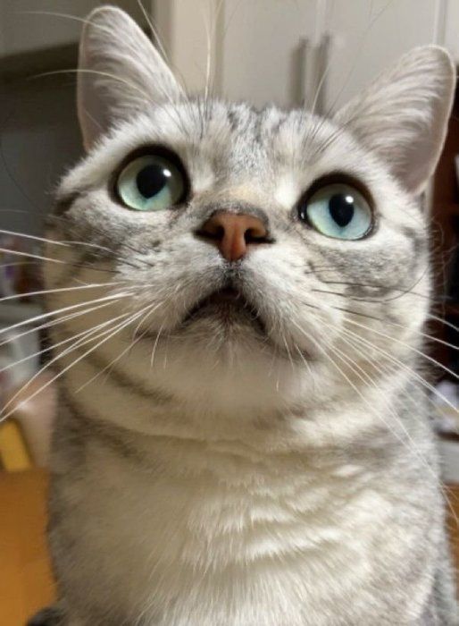 ハルちゃん