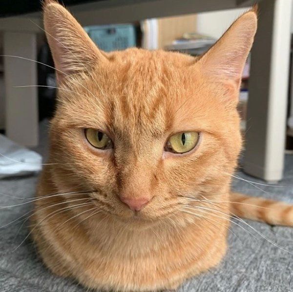 見つめる猫