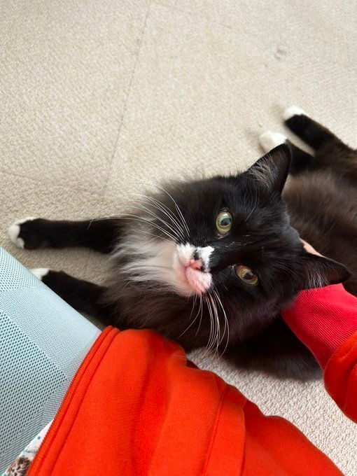 飼い主を見上げる猫