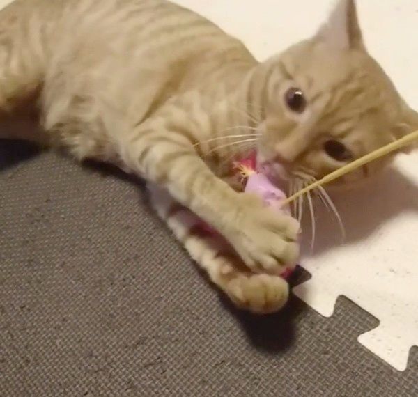 遊ぶ猫