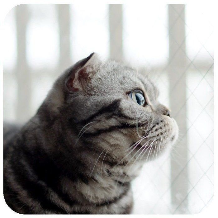 @tacos_cat