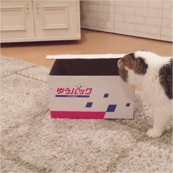 スコティッシュフォールド