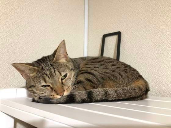 眠りたいベンガル