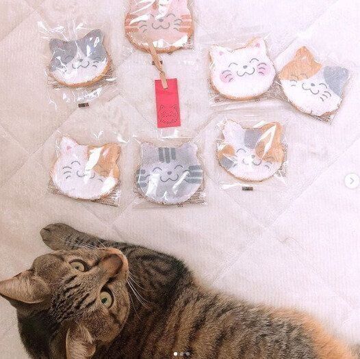七福にゃんべいと猫
