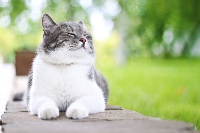 外で暮らす猫