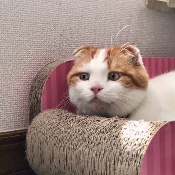 スコティッシュフォールドのまるちゃん