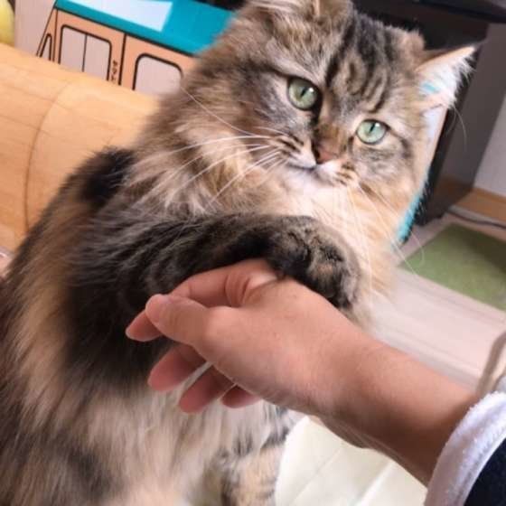 おてをするラガマフィン