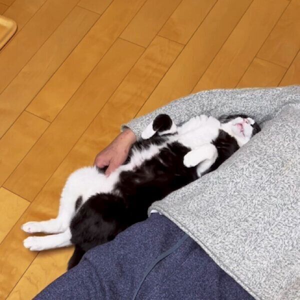 キキ様 大好きなお父さんの脇に「シンデレラフィット」 元保護猫の幸せそうな