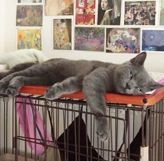 愛猫も飼い主さんもハッピーになる またたび の上手な使い方 ねこのきもちweb Magazine 愛猫も飼い主さんもハッピーになる またたび の上手な使い方 ねこのきもちweb Magazine