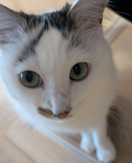 「この真っ白な毛並みと瞳のコントラスト、毎日見ても飽きません！」と、飼い主さん。