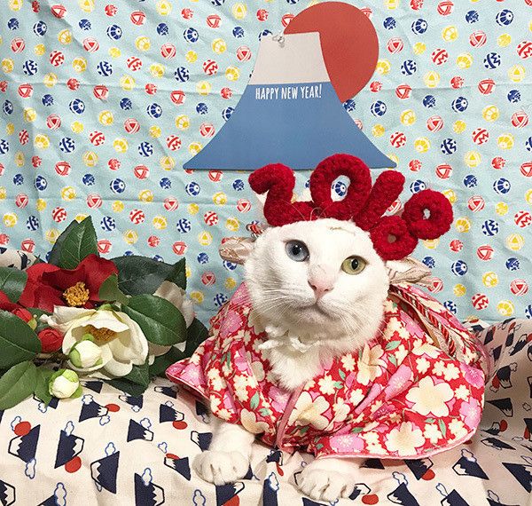 見つめる猫