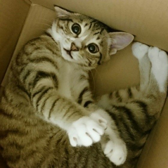 キジトラのまるこちゃん