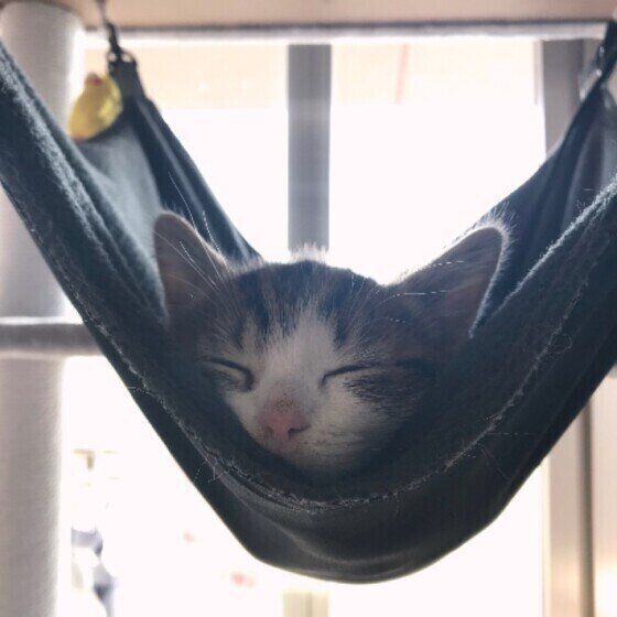 ハンモックで眠るスコティッシュフォールド(オス)