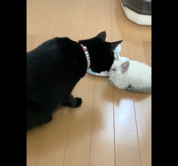 子猫を見て戸惑うミナちゃん