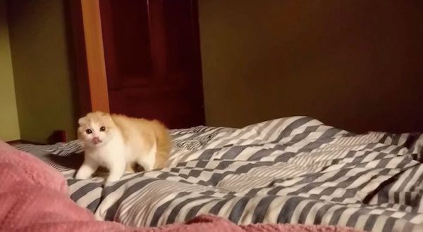 見つめる猫