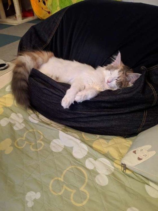 クッションの上で眠るメインクイーンのセナちゃん