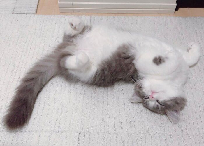 ヘソ天ポーズのたおくん