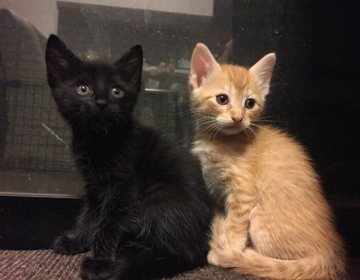 生後約3カ月の2匹の子猫