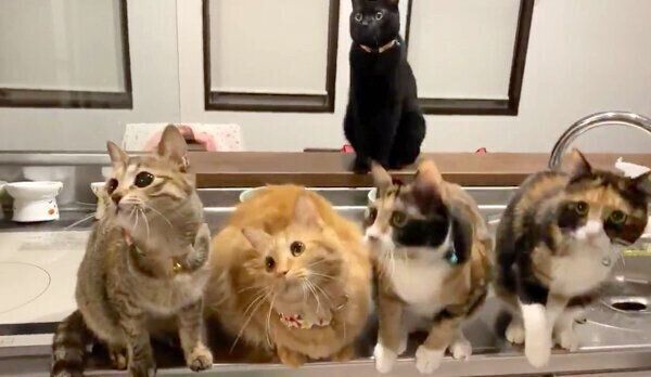 動きがシンクロする猫ちゃんたち