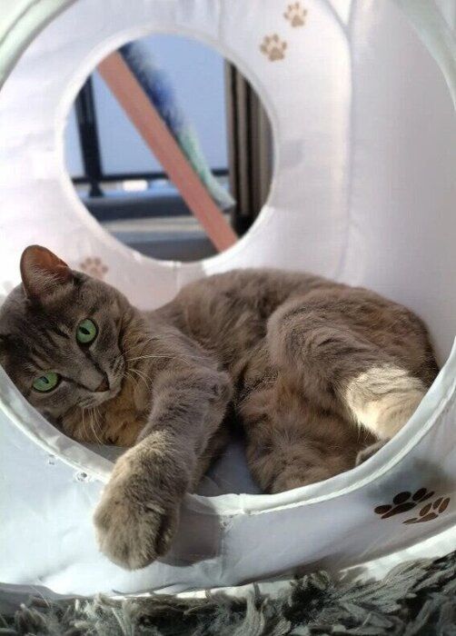 キャットハウスでくつろぐ猫