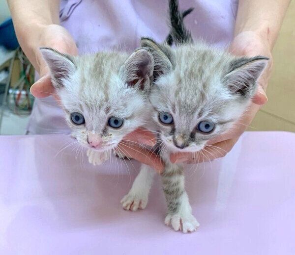 初対面したときのネルちゃん