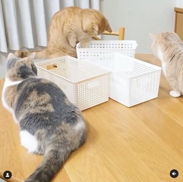 どのカゴに入ろうか迷うココちゃん