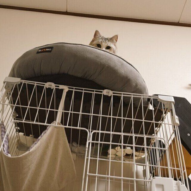 飼い主さんを上から見つめるモコくん