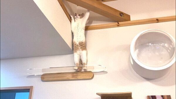 キャットウォークの上で立つちょみーちゃん