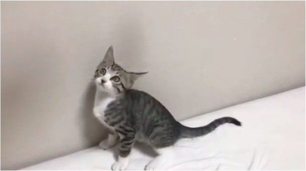 首ガクガクニャンコ