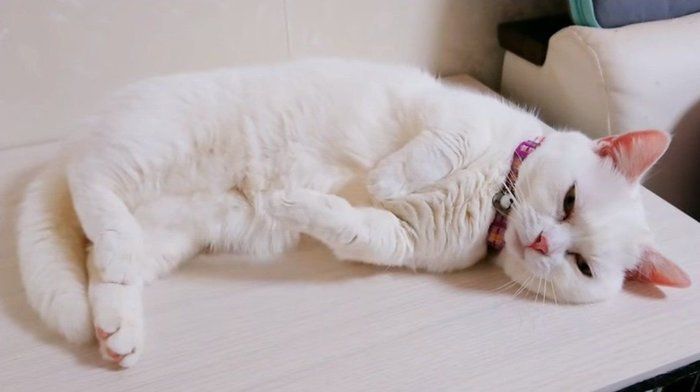 あたたまる猫