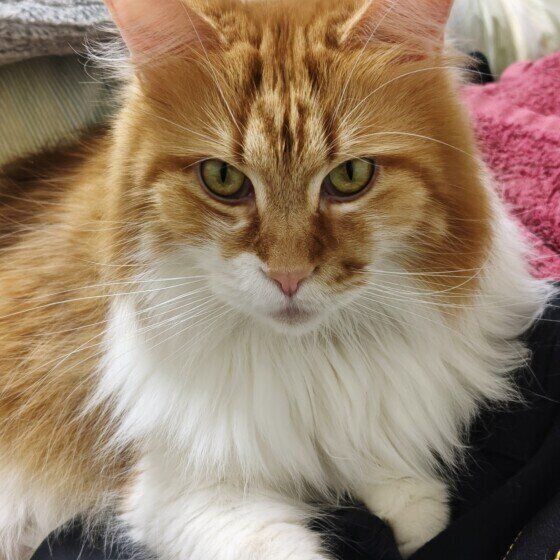 キリッとした表情のメインクーン