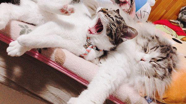 あくびする猫