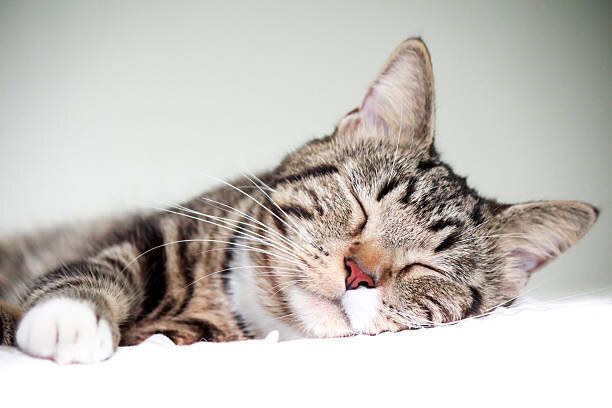 眠る猫