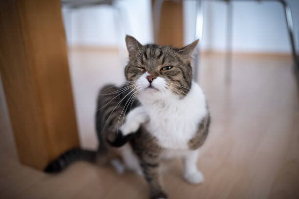 首をかく猫