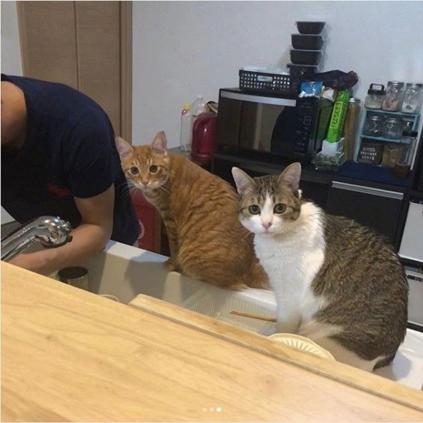 食べ物を見つめるニャンコ