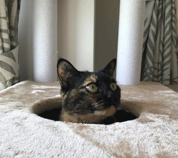 かくれんぼする猫