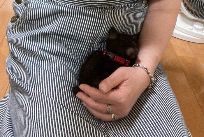 お迎えした日のてんちゃん